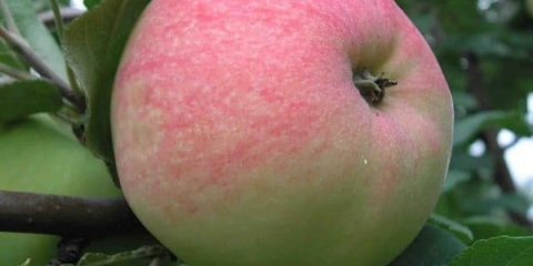 Drvo jabuke melba - kada je zrelo, opis i oprašivači jabuke